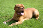 Dogue+de+bordeaux+crossbreed