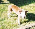 Nika-pitbull.jpg