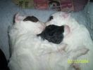 PoodlesKissing Pups Close-up.jpg