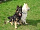 2-gsds.jpg