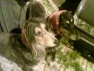 Afghan-Hounds-Snuds1.jpg