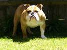 british-bulldog.bmp