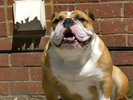 british-bulldog3.bmp