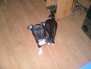 dogs and tarts 010.jpg
