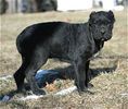 Cane Corso pup.jpg