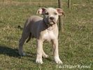 Staffy.jpg
