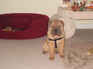 Filename=Picture 038.jpg
Filesize=205KiB
Dimensions=1600x1200
Date added=Feb 11, 2007 Picture 038.jpg