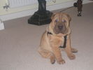 Filename=Picture 059.jpg
Filesize=185KiB
Dimensions=1600x1200
Date added=Feb 11, 2007 Picture 059.jpg