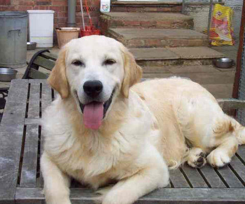 normal_Flynn%20-%20Golden%20Retriever%20-Thx%20Gaytonwood%20Kennels.jpg