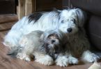 Filename=tr4.JPG
Filesize=66KiB
Dimensions=815x562
Date added=Dec 05, 2010 tr4.JPG