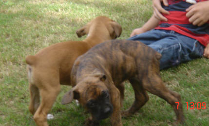 puppy-boxer-dogs