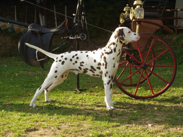 dalmatian carriage dogs