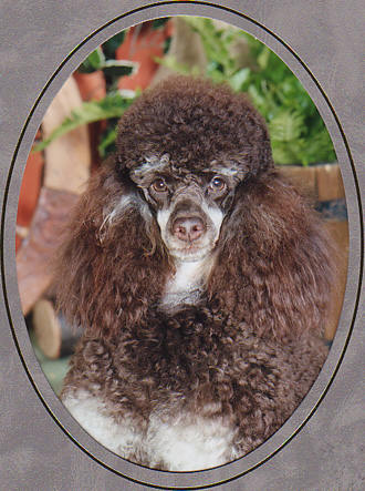 poodle-pictures