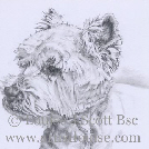 Ralph West higland terrier in pencil portrait 10x12
