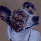 Beautiful lurcher Bonnie  Dog pastel portrait 12x16