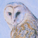 Barn owl  in pastels 10x12